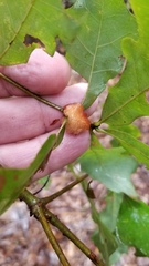 Striatoandricus aciculatus