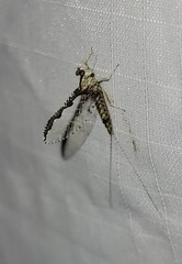 Callibaetis pretiosus