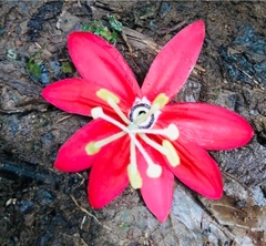 Passiflora antioquiensis