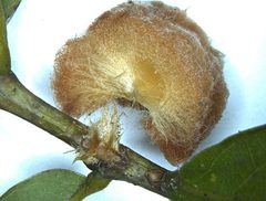 Striatoandricus aciculatus