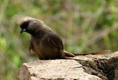 Colius striatus minor