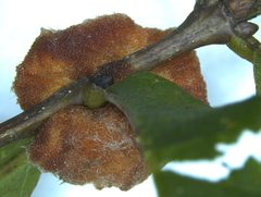 Striatoandricus aciculatus