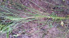 Anginon difforme