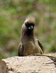 Colius striatus minor