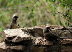 Colius striatus minor