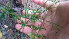 Anginon difforme
