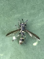 Polybiomyia capitis