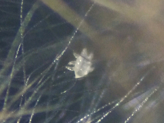 Myobiidae