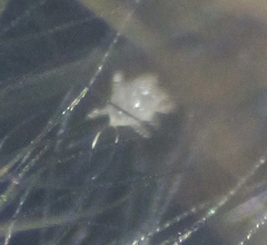 Myobiidae