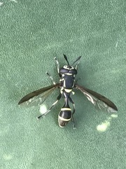 Polybiomyia capitis