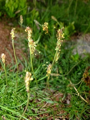 Plantago maritima serpentina