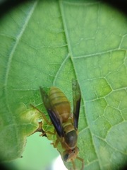 Parachartergus colobopterus