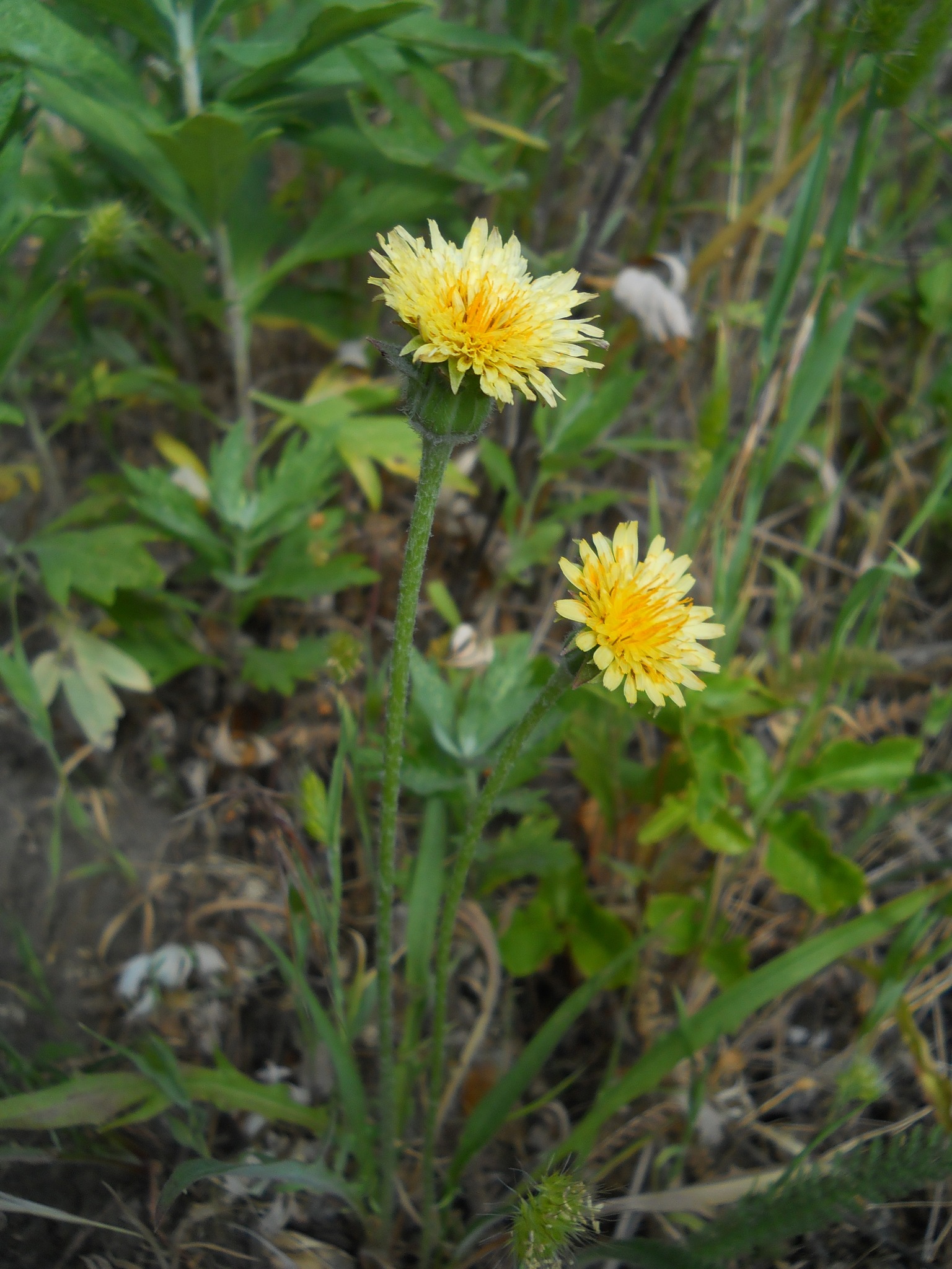 Agoseris grandiflora