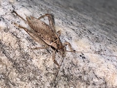 Hapithus saltator