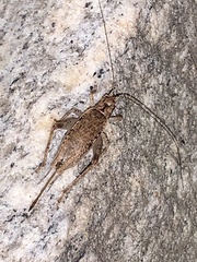 Hapithus saltator