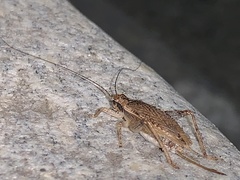 Hapithus saltator