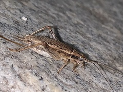 Hapithus saltator