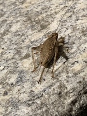 Hapithus saltator