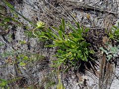 Dimorphotheca pluvialis