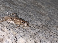 Hapithus saltator