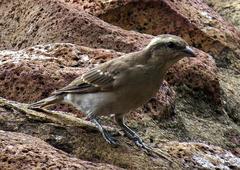 Gymnoris superciliaris