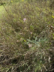 Desmodium sessilifolium