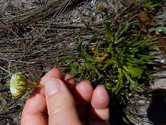 Dimorphotheca pluvialis