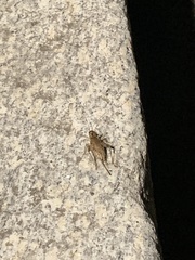Hapithus saltator