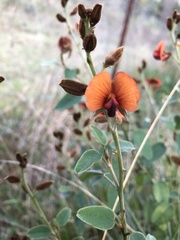 Isotropis foliosa