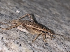 Hapithus saltator