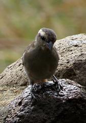 Gymnoris superciliaris