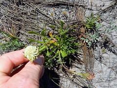 Dimorphotheca pluvialis