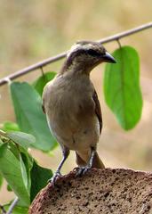 Gymnoris superciliaris