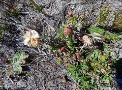 Dimorphotheca pluvialis