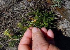 Dimorphotheca pluvialis
