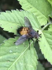 Protodejeania echinata