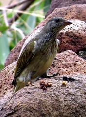 Indicator variegatus