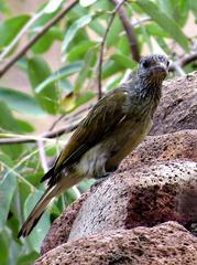 Indicator variegatus