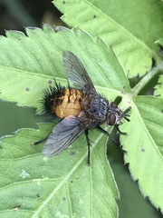 Protodejeania echinata