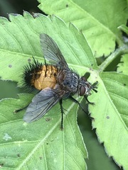 Protodejeania echinata