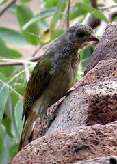 Indicator variegatus