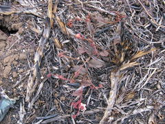 Hermannia depressa
