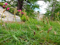 Plantago maritima serpentina