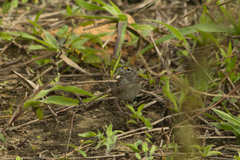 Ammodramus humeralis