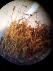 Goniobryum subbasilare