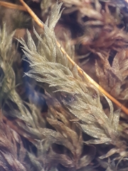 Goniobryum subbasilare