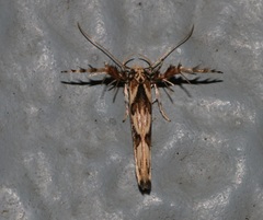 Stathmopoda stimulata
