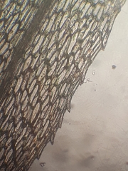 Goniobryum subbasilare