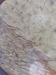 Goniobryum subbasilare