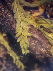 Hymenodon pilifer